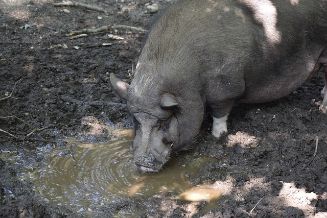 成为赛事前 成为赛事前
